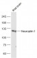Neuropilin 1 Rabbit pAb